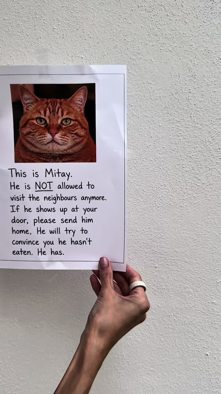 @Mitay_cat