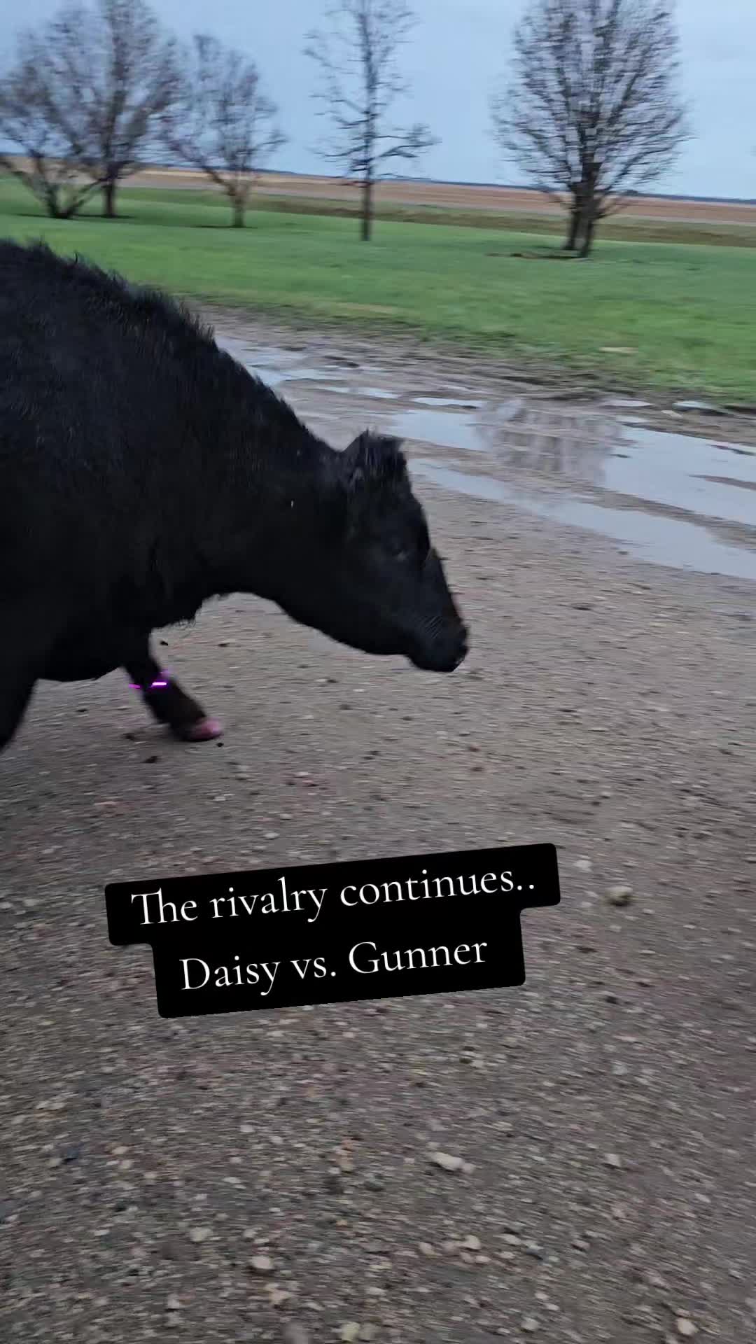 @Dakotafunnyfarm