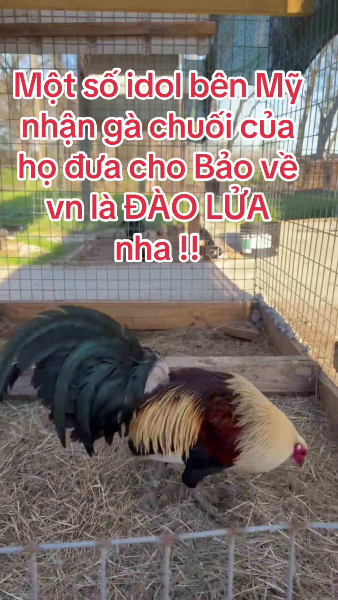 @Quốc Bảo ( baosting)