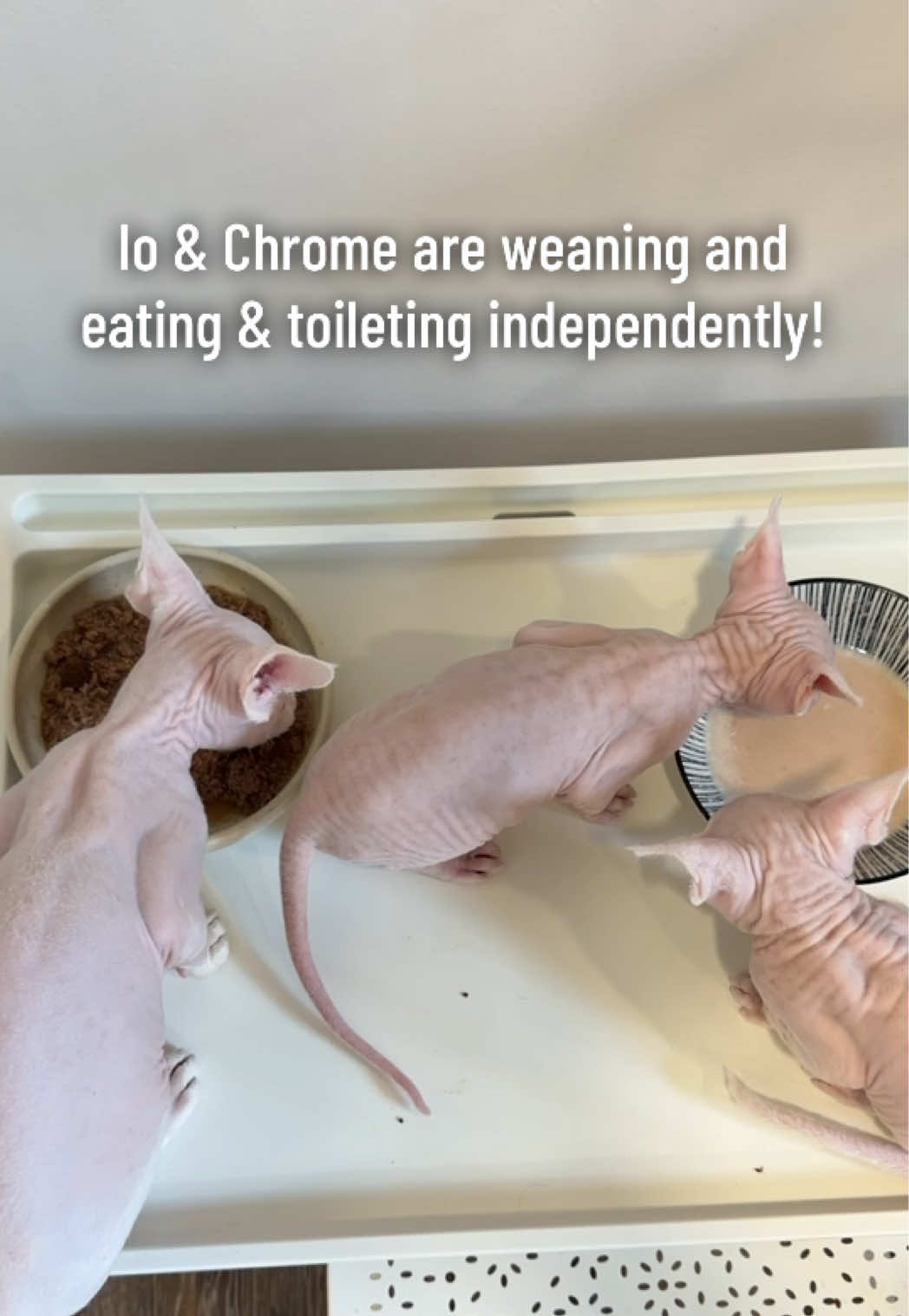 @Boba’s Buds Minskin Cats