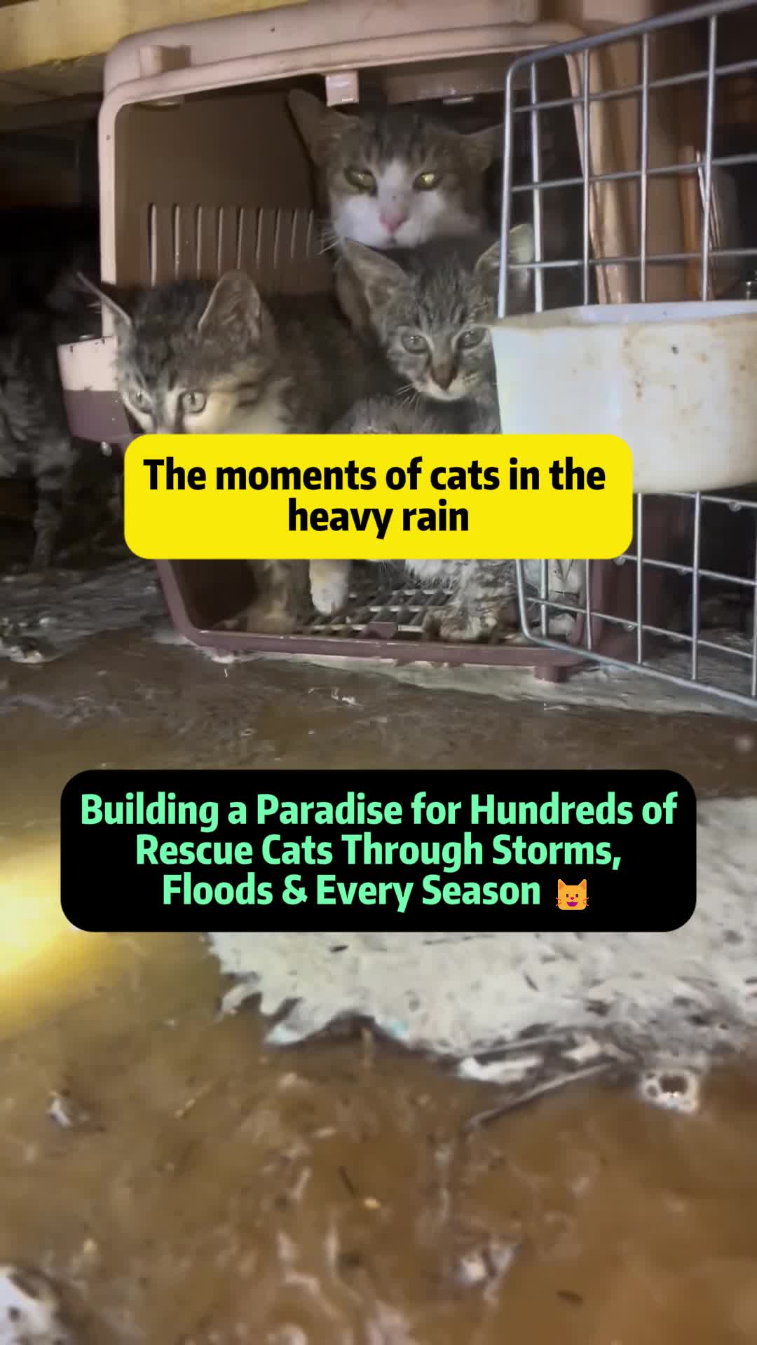 @Stray Cat Talkz