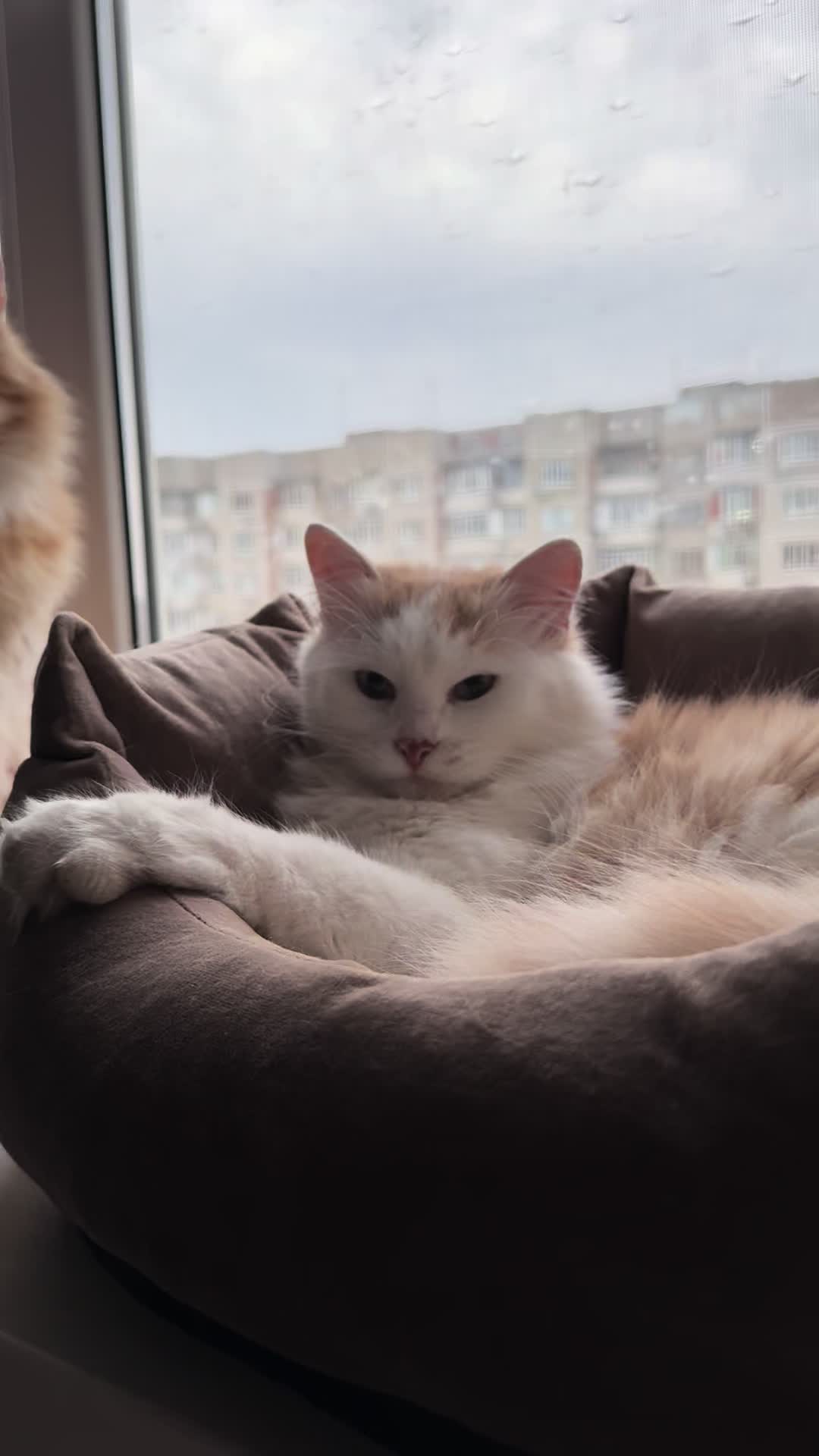 @princhybeskaa