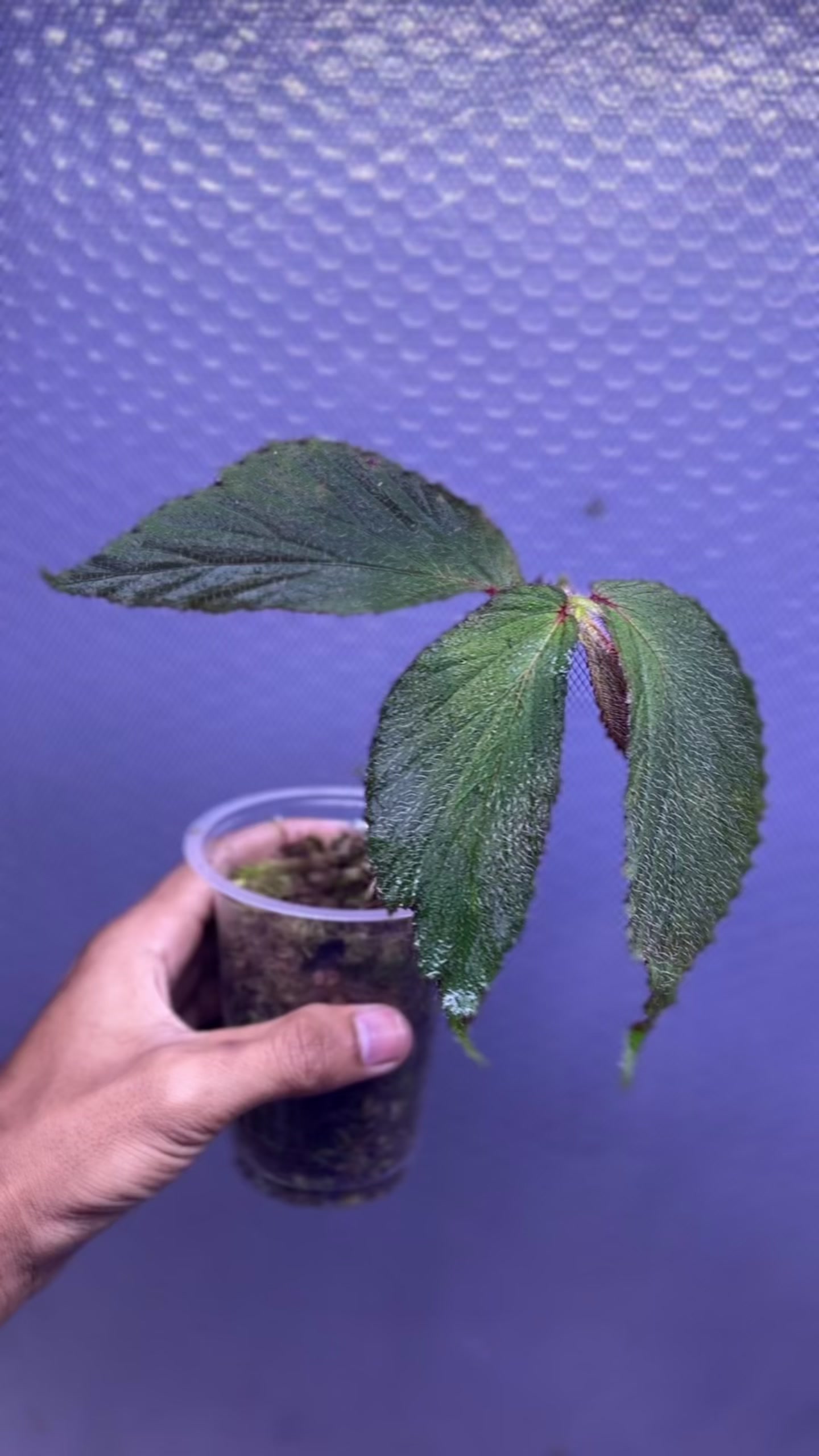 @Wildan Plantshop