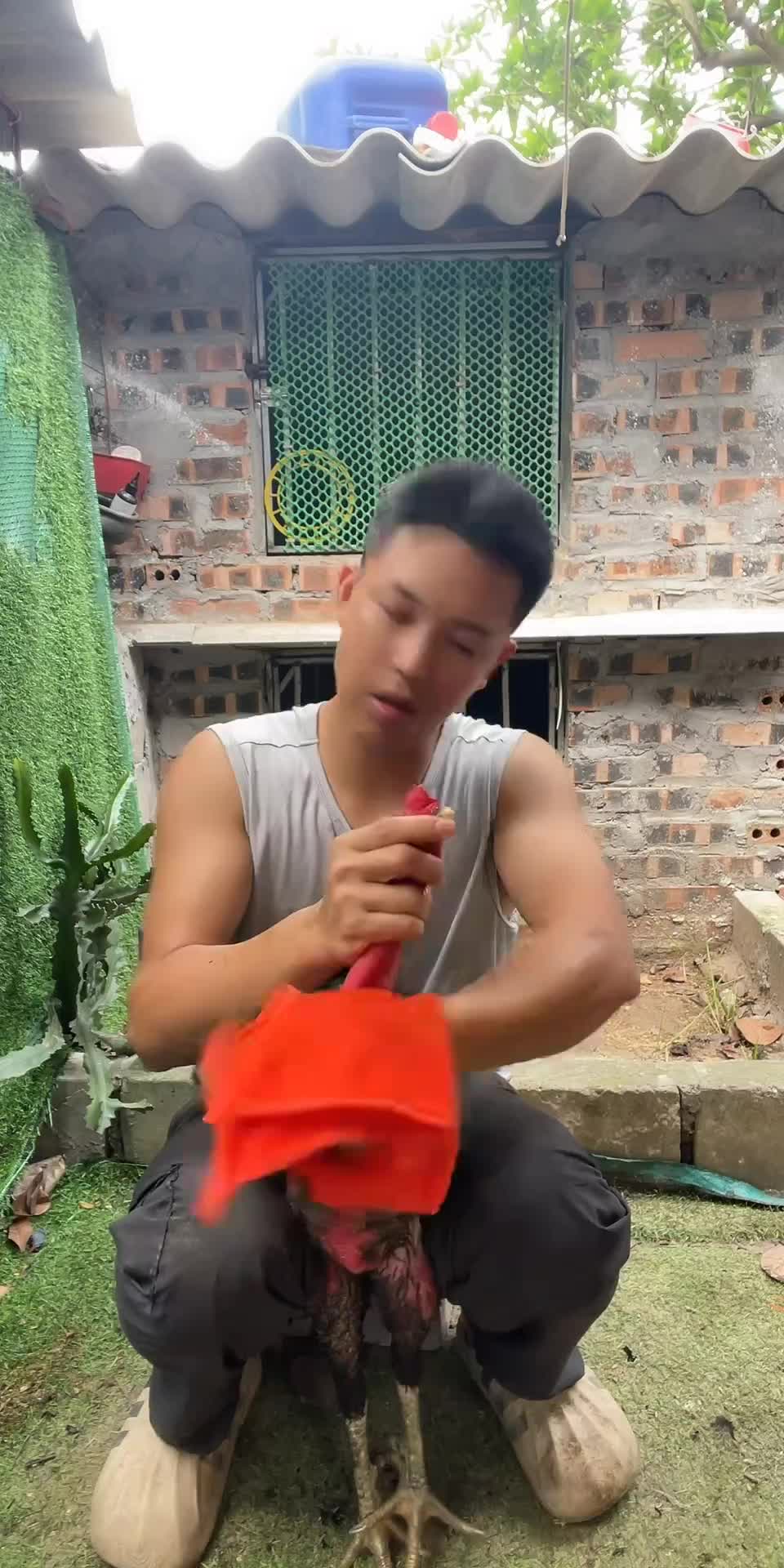 @Thuần Gà Chọi