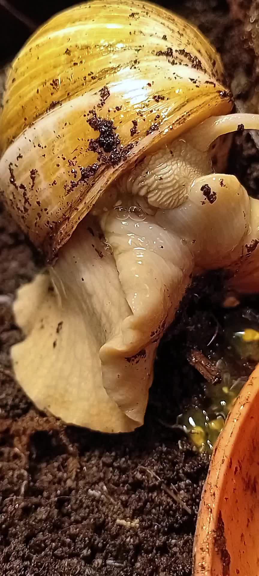 @creepy.crawlie.claire