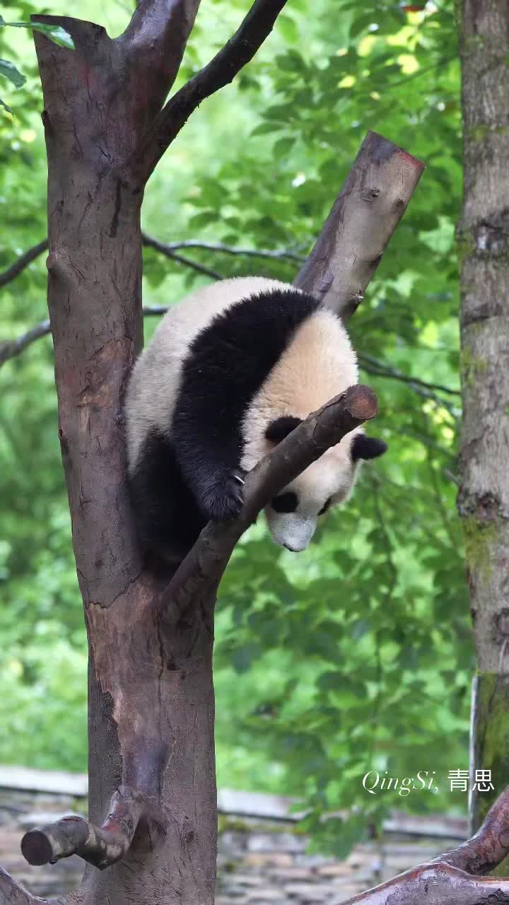 @pandy_pandaa