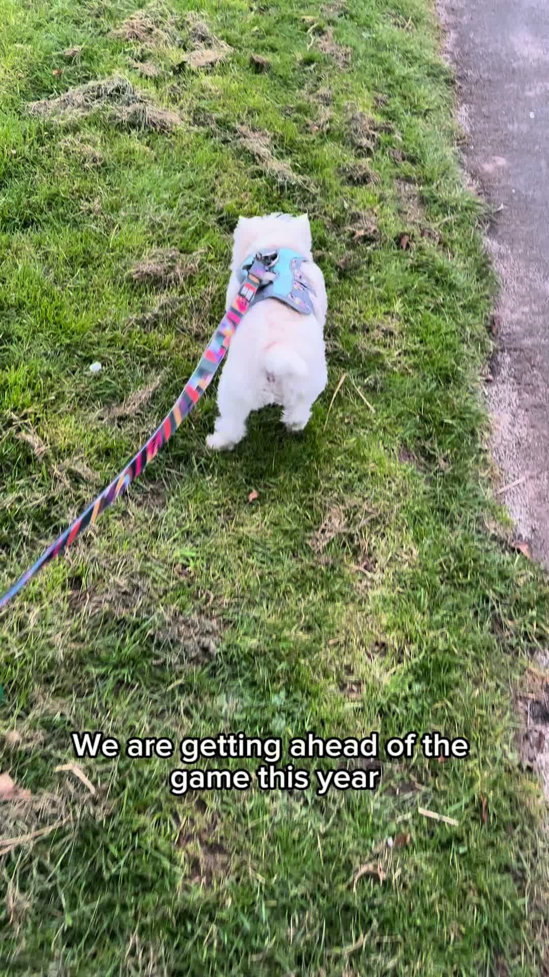 @Luna The Westie