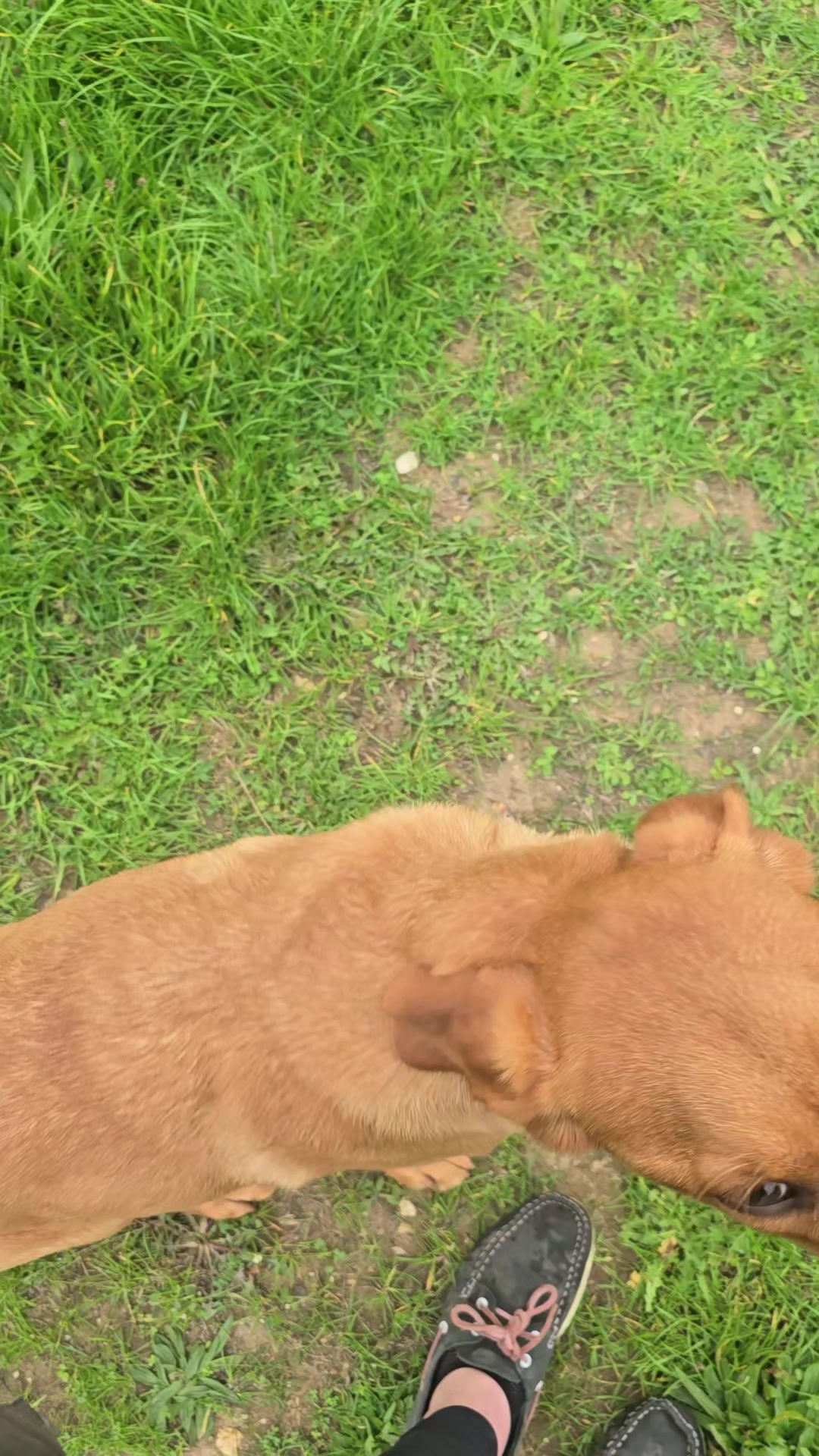 @MillHillGundogs