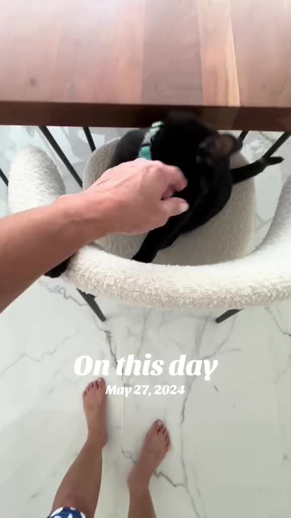 @Oscar&ensp;Jeremy&ensp;the&ensp;cat!