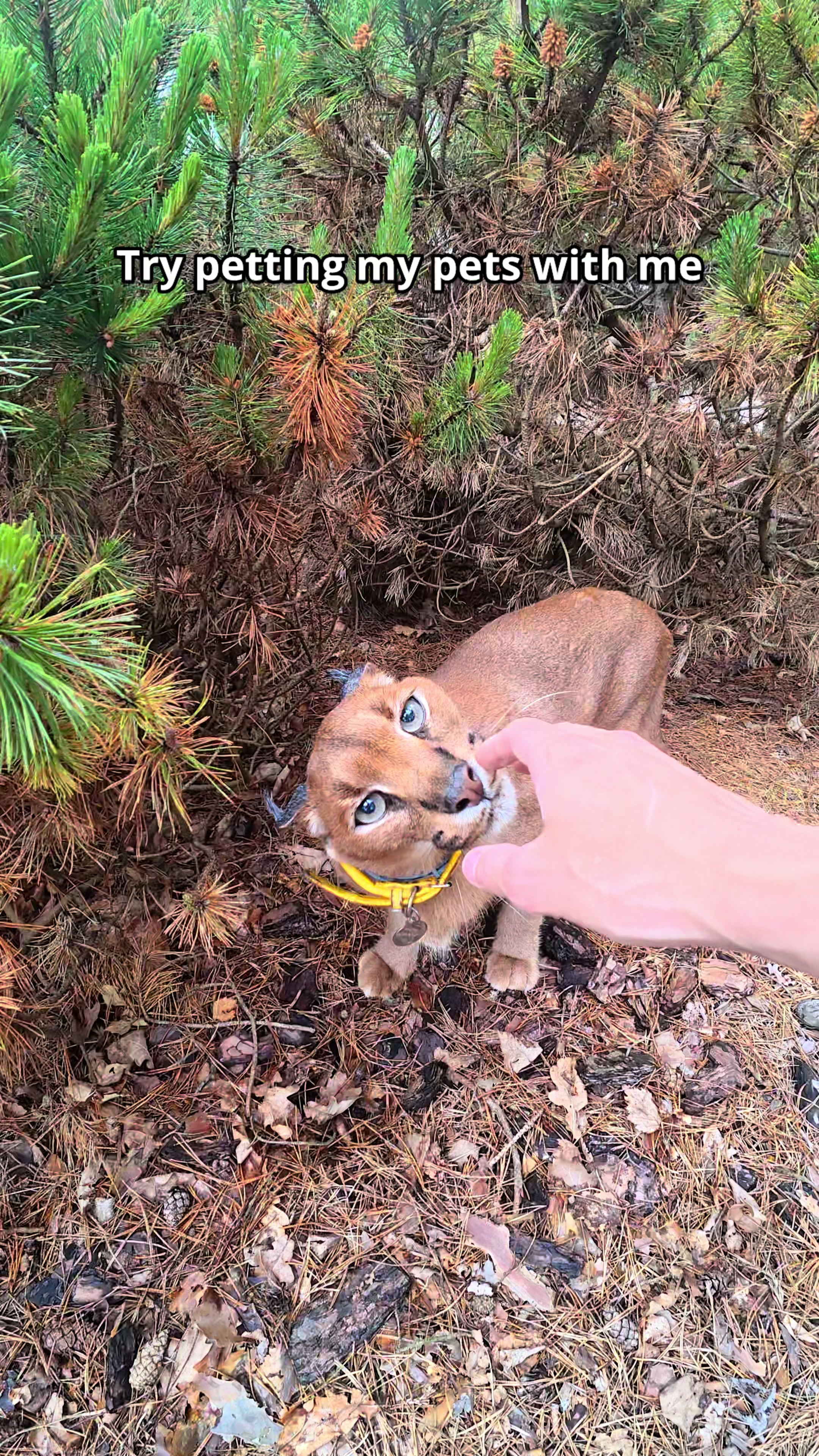 @Pumba Caracal