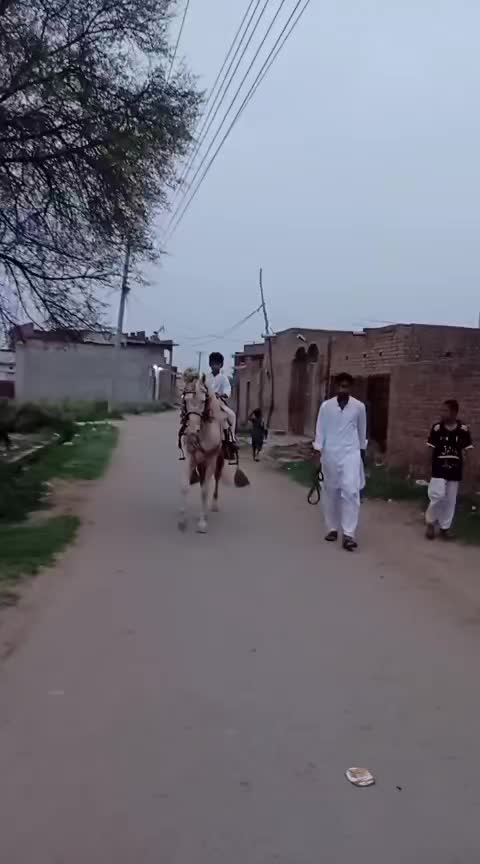 @majid kataria