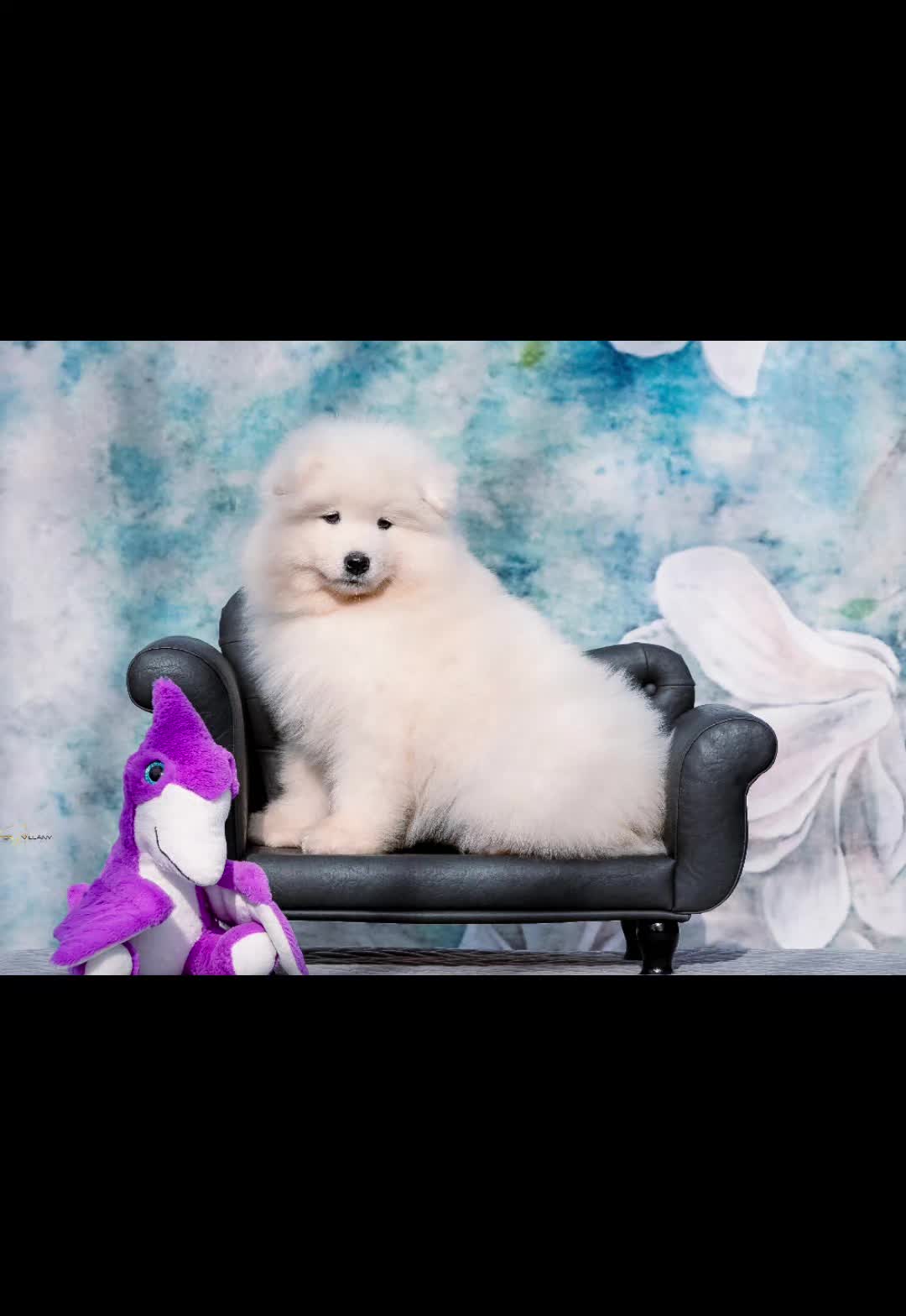 @Lovely Snow Diamonds Samoyed