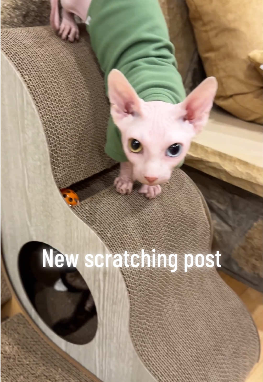 @Boba&rsquo;s Buds Minskin Cats