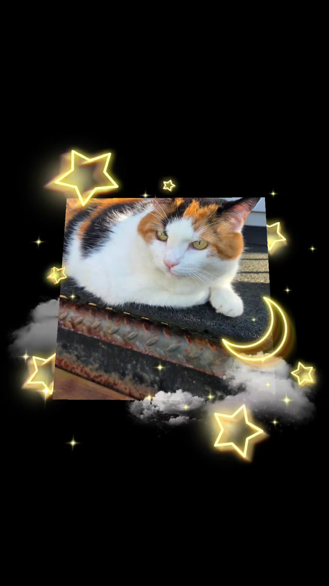 @mi gata la más hermosa