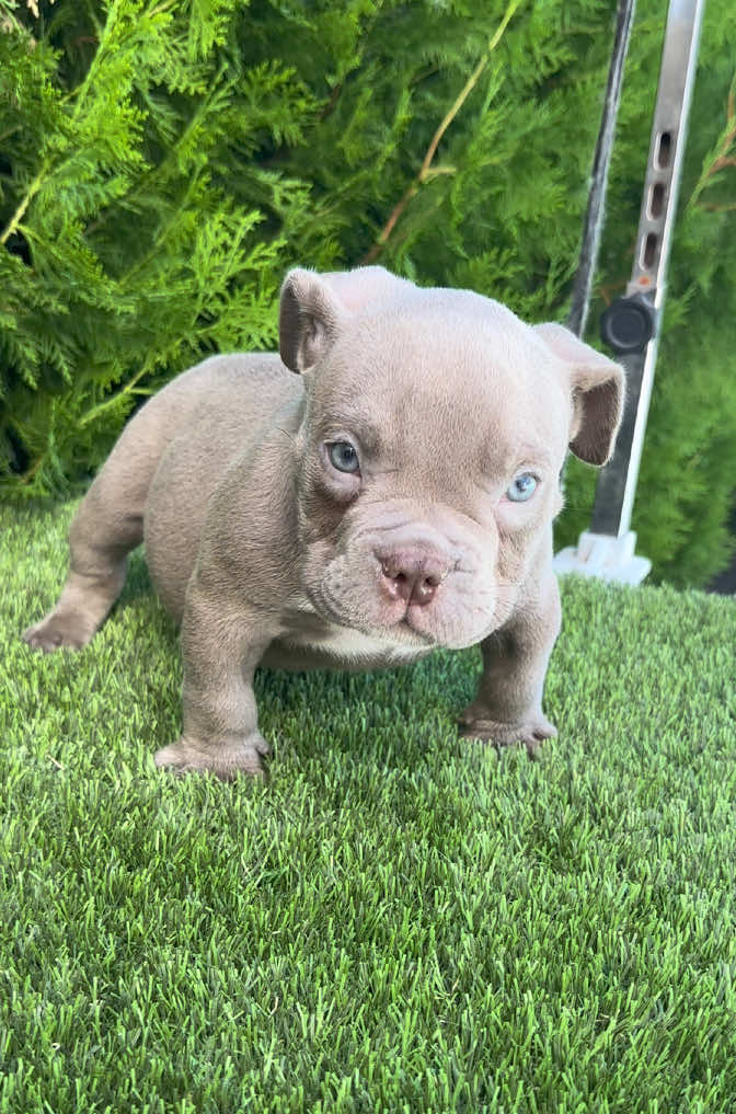 @Mascotas ,cachorritos bonitos