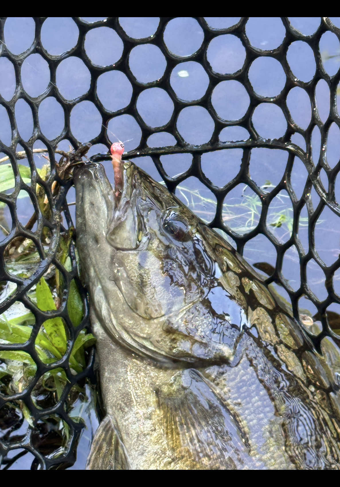 @FlyFishDelawhere
