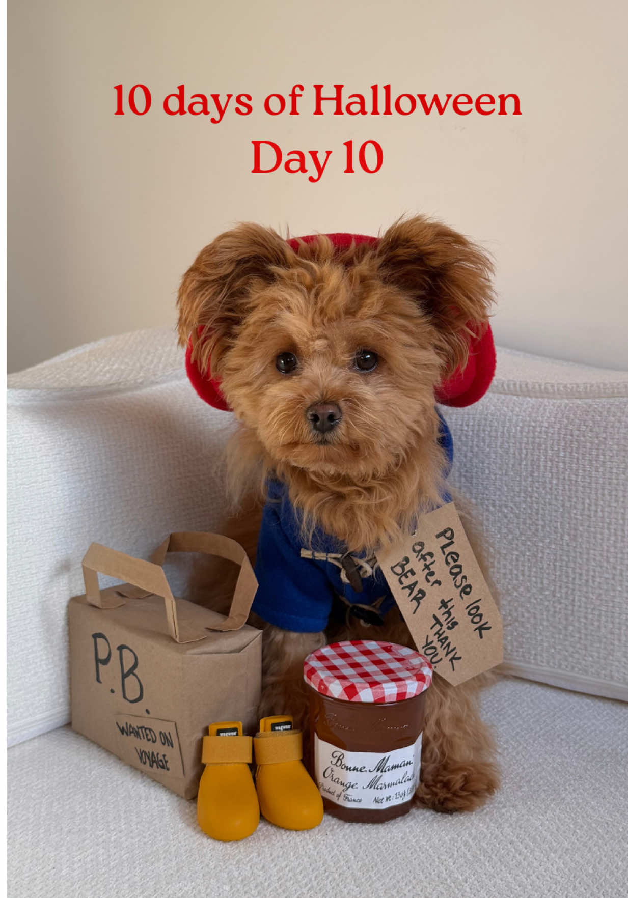 @Honey The Pomapoo 🧸