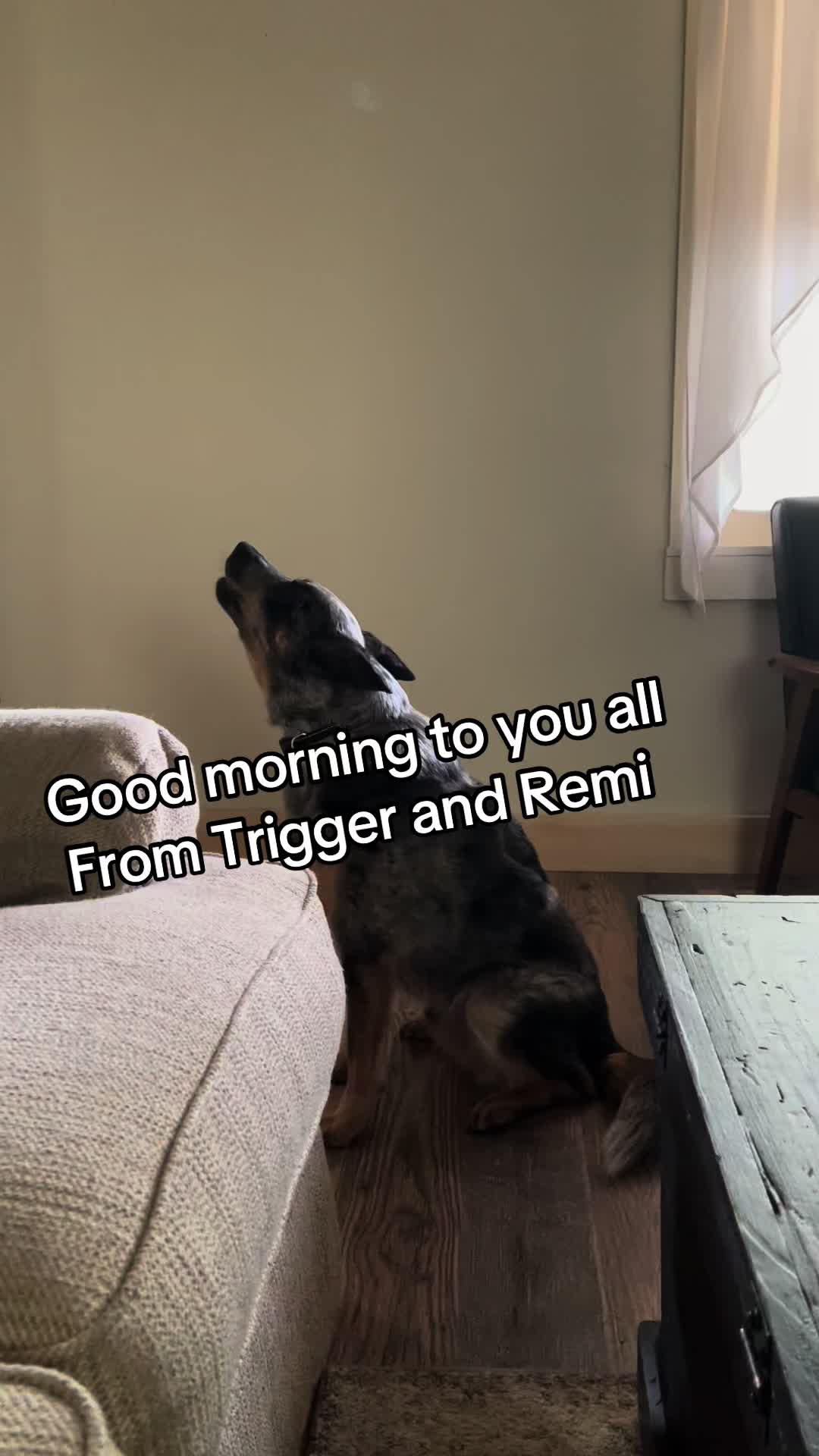 @Just A Girl And Her Fur Babies