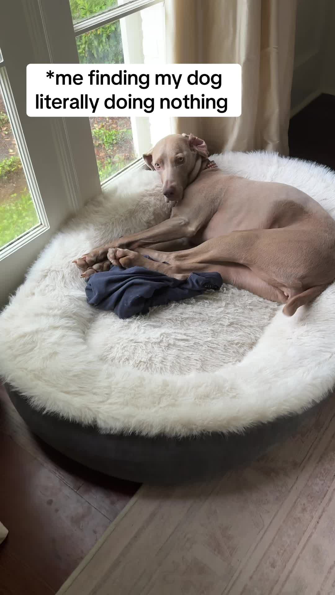 @Zoey the Weim