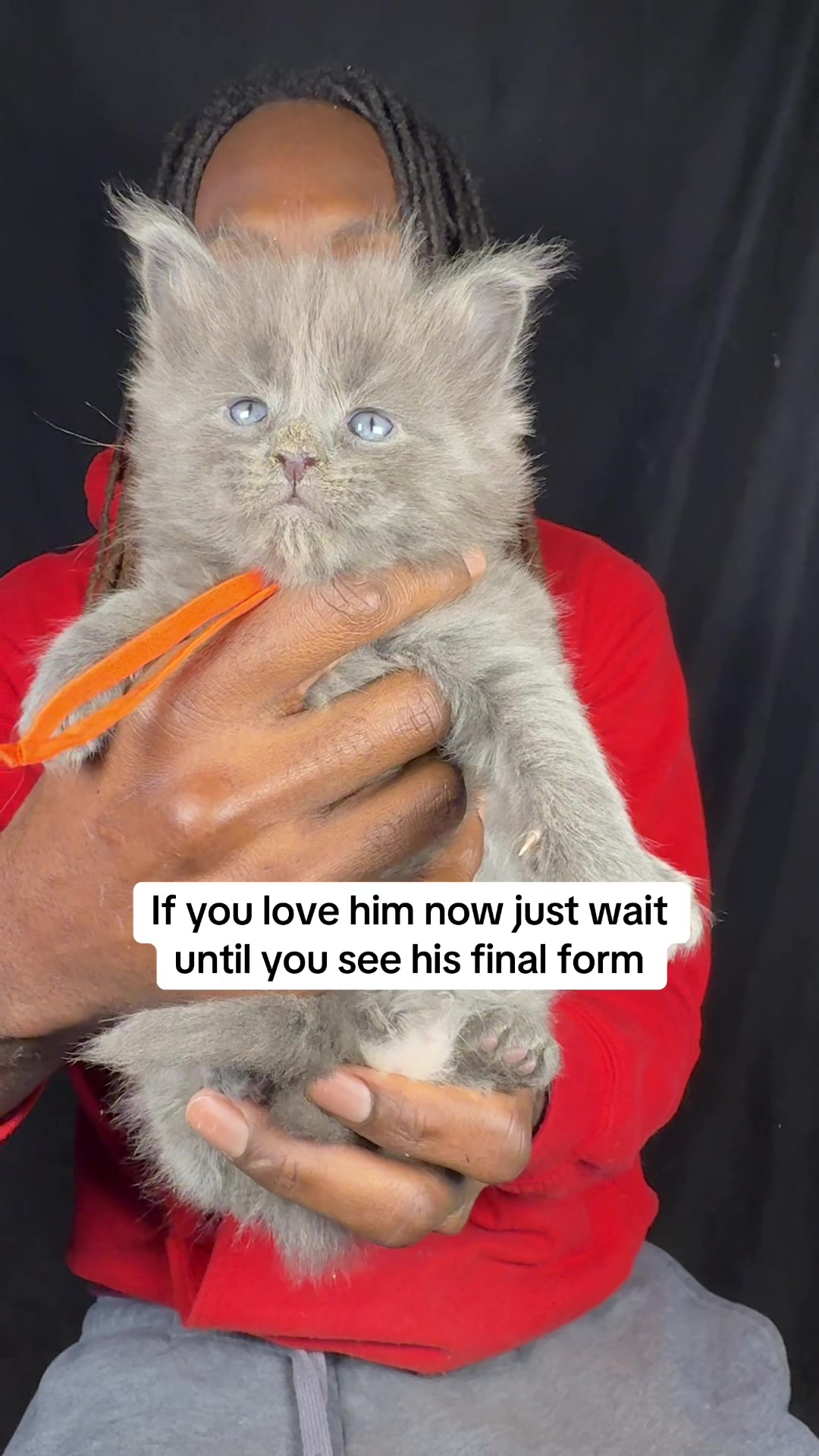 @Tycoon_Mainecoons