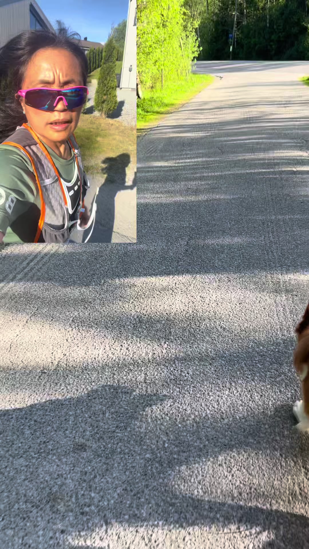 @Border Collie Bantay