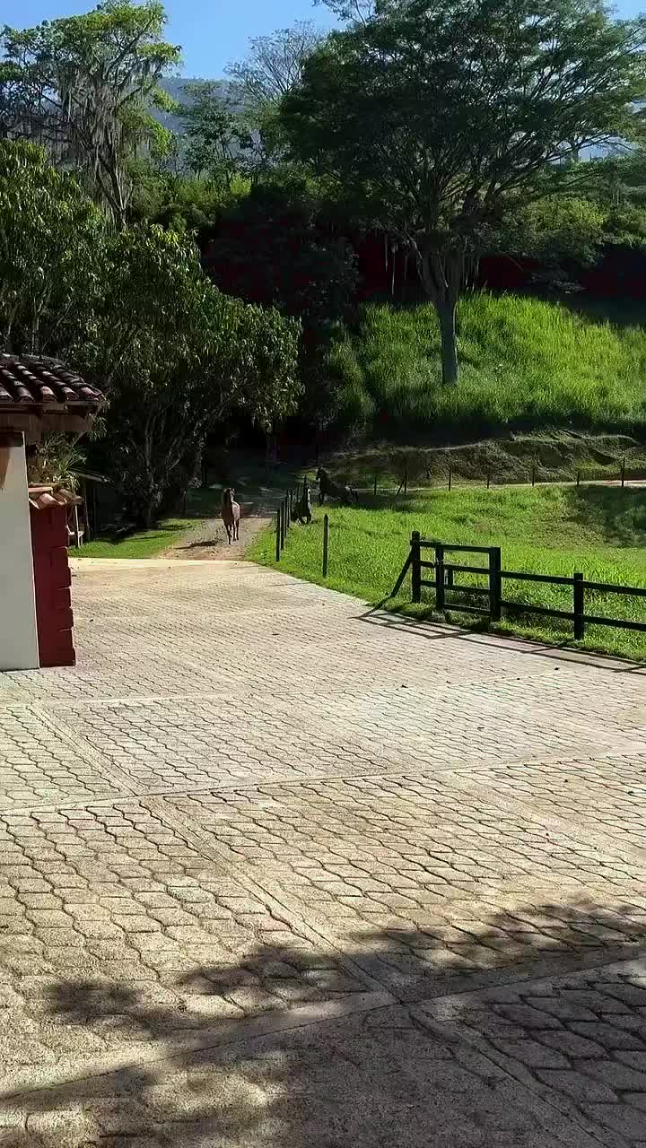 @Caballostrochadores