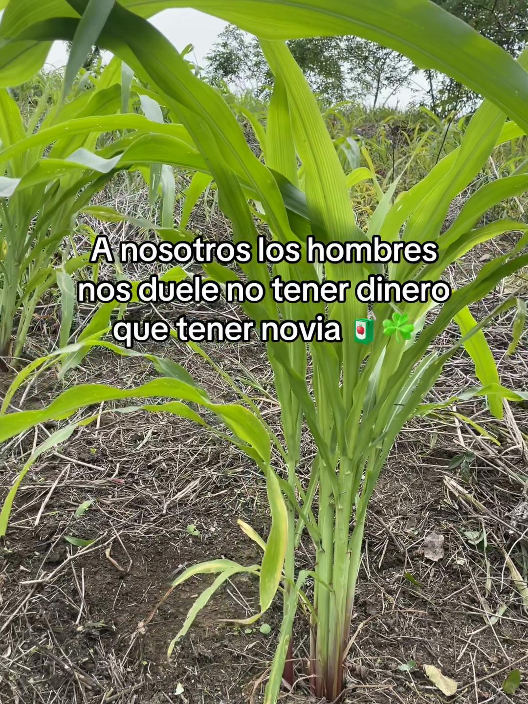 @Racz