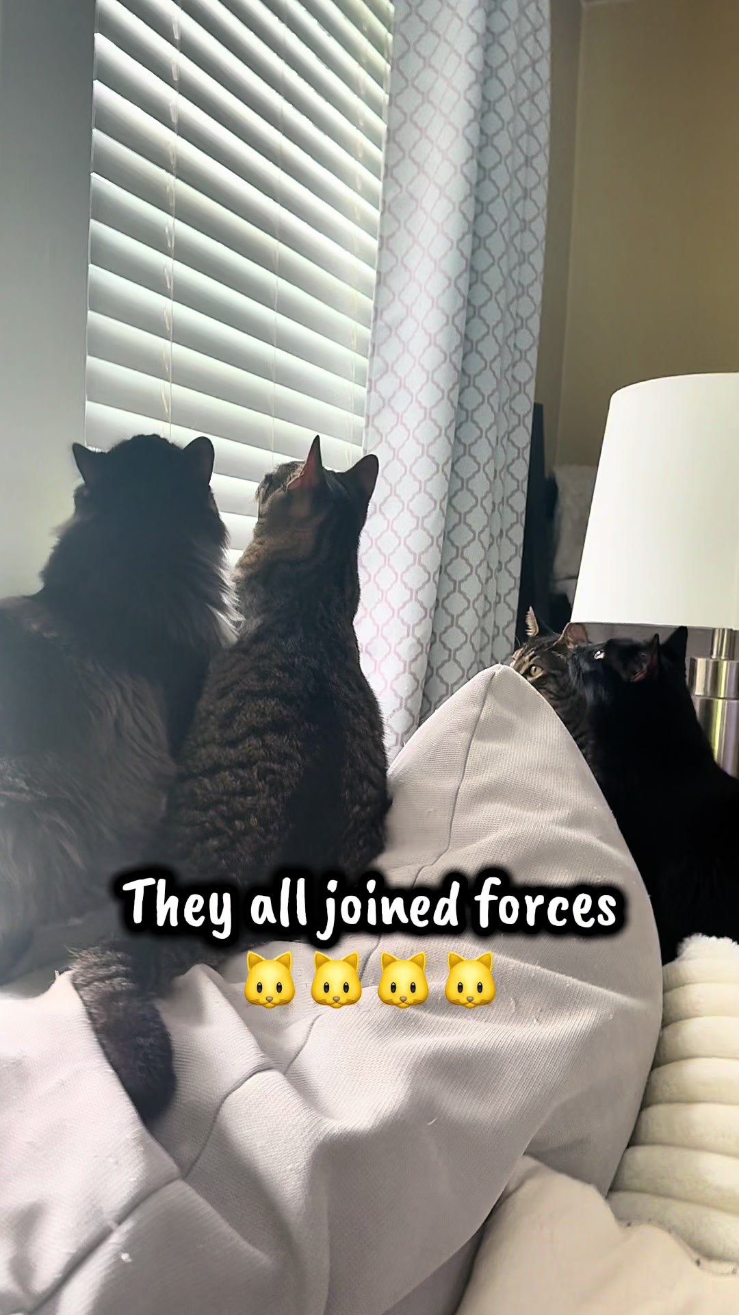 @TailsandWhiskersCo