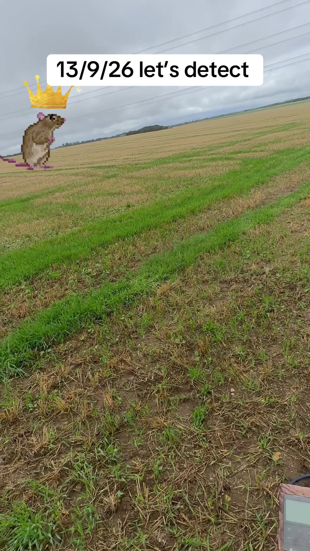@SirKingRat