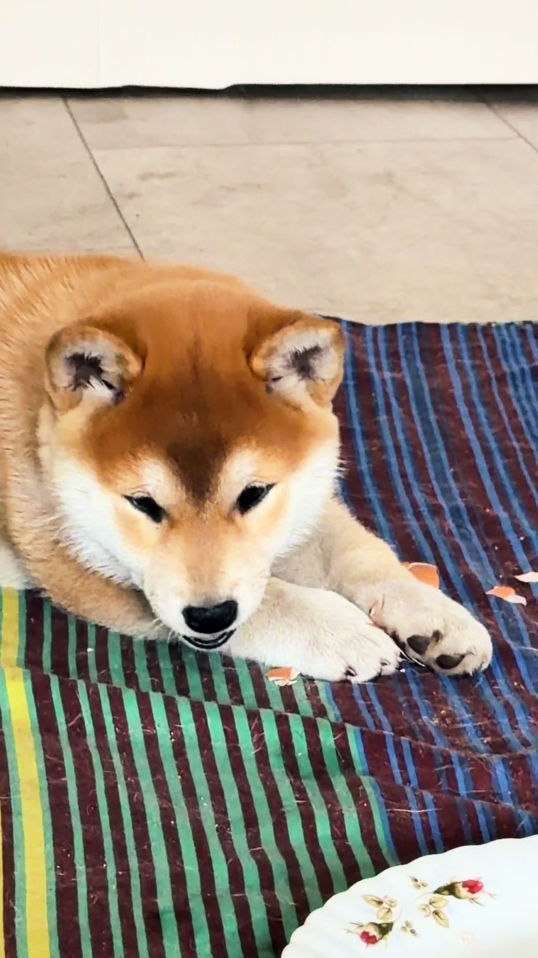 @Shiba GoNanKaiho hodowla FCI