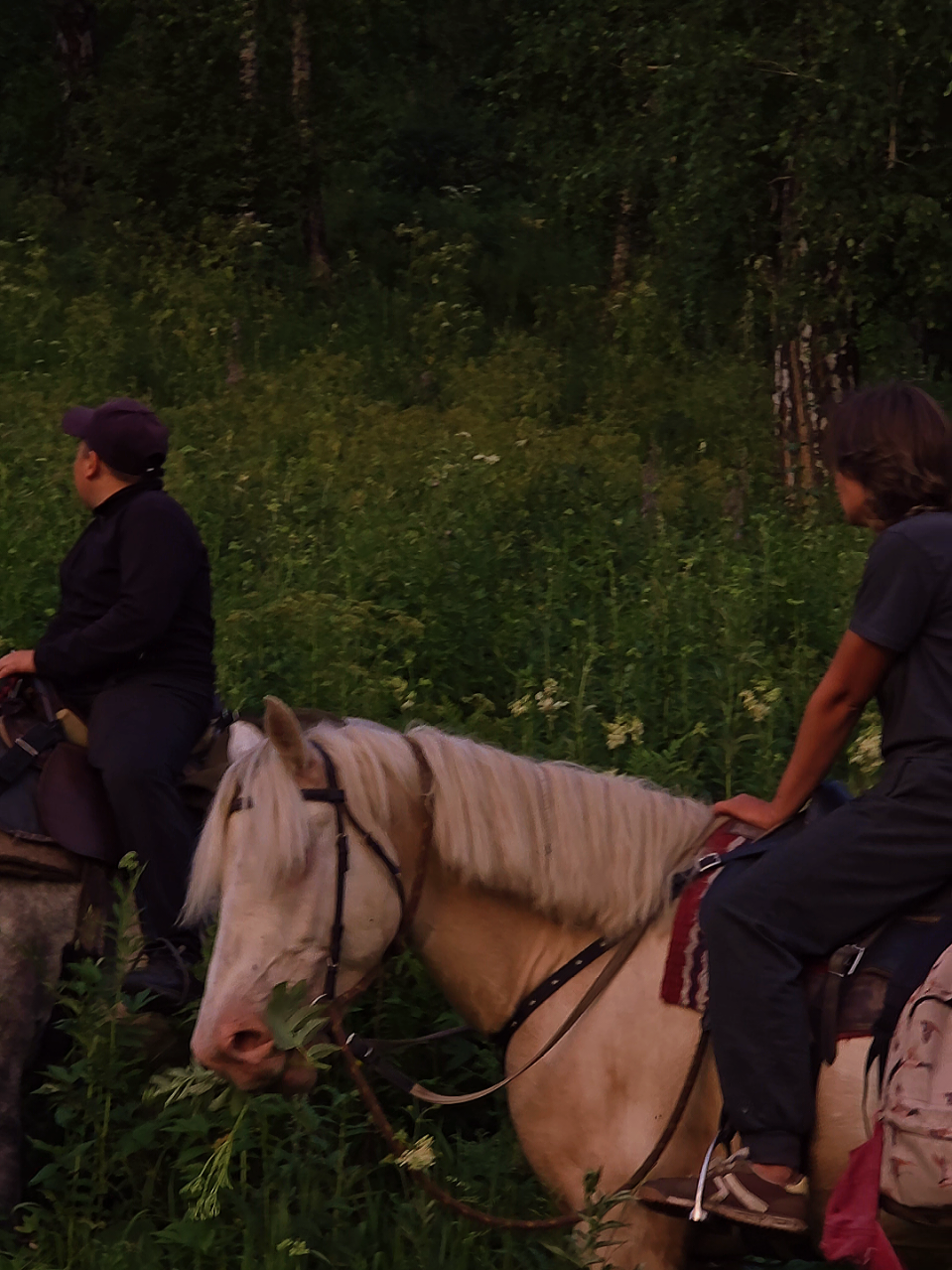 @tg: altaihorses