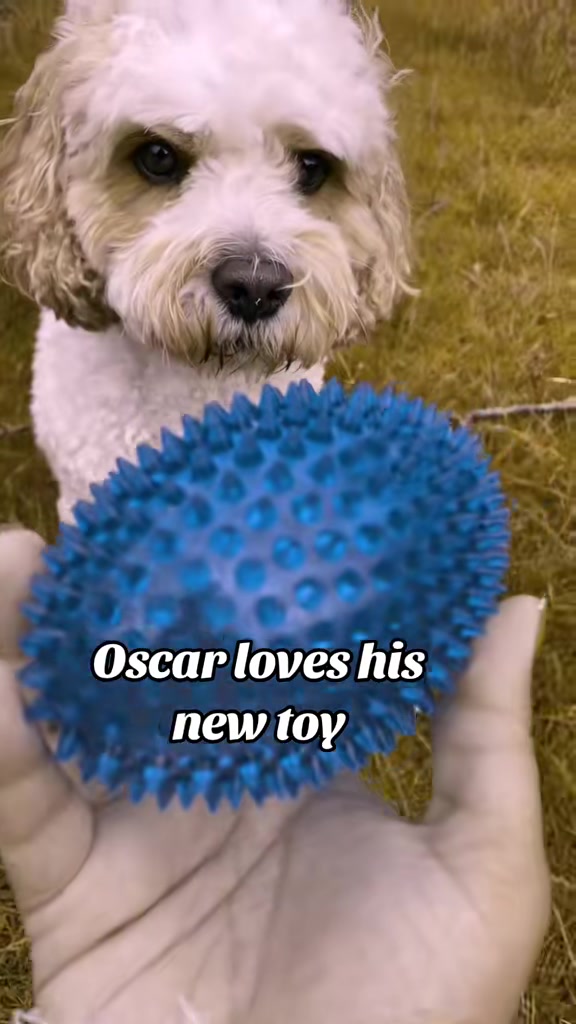 @My Cavachon
