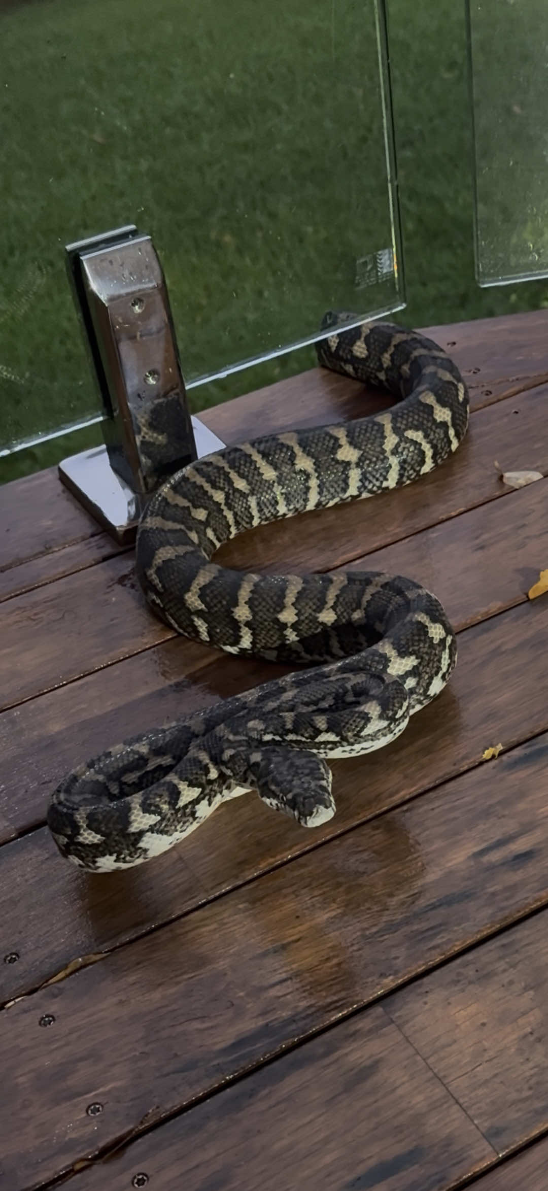 @Snake Catcher Dan