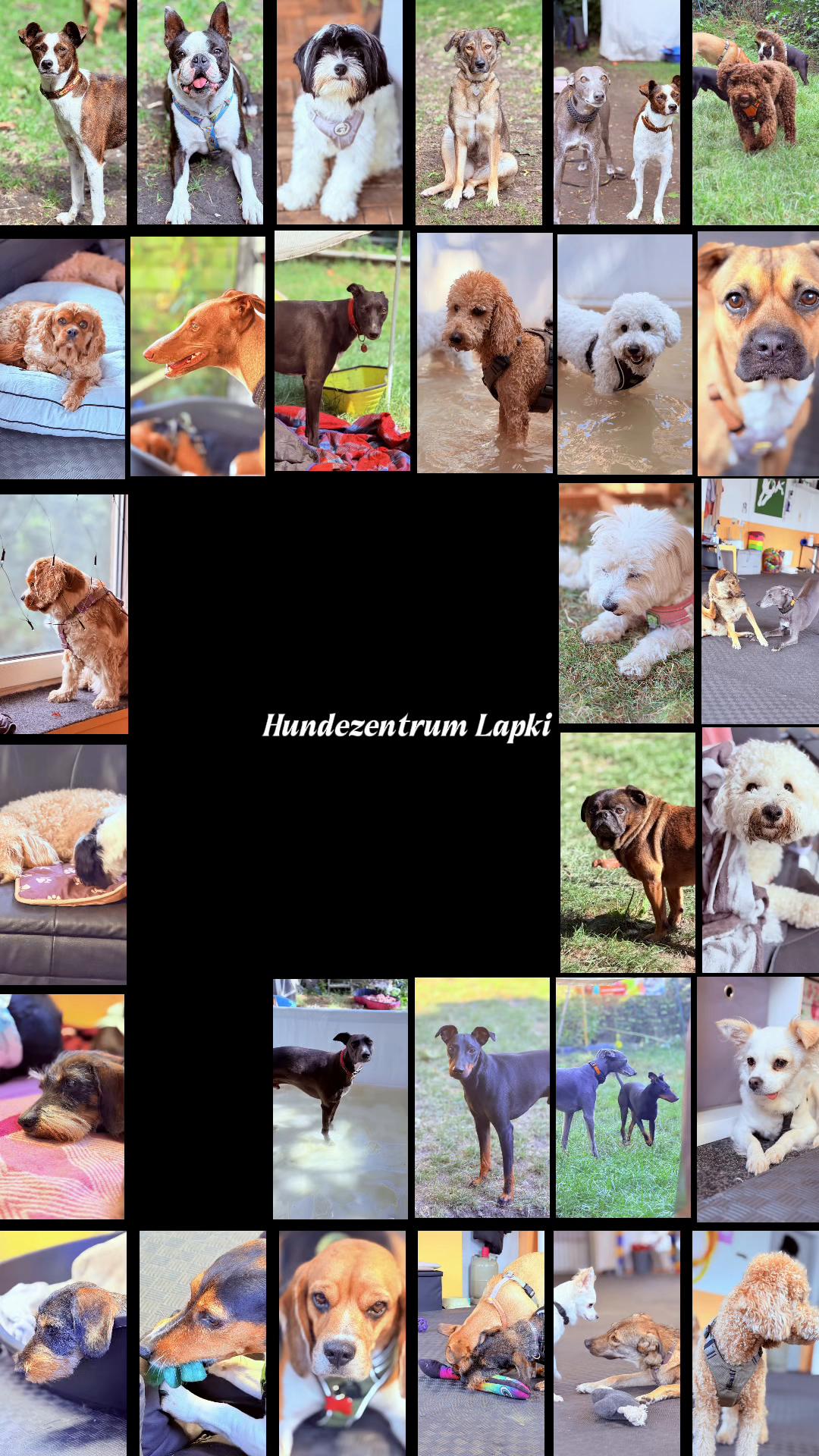 @Olesia • Hundezentrum Lapki
