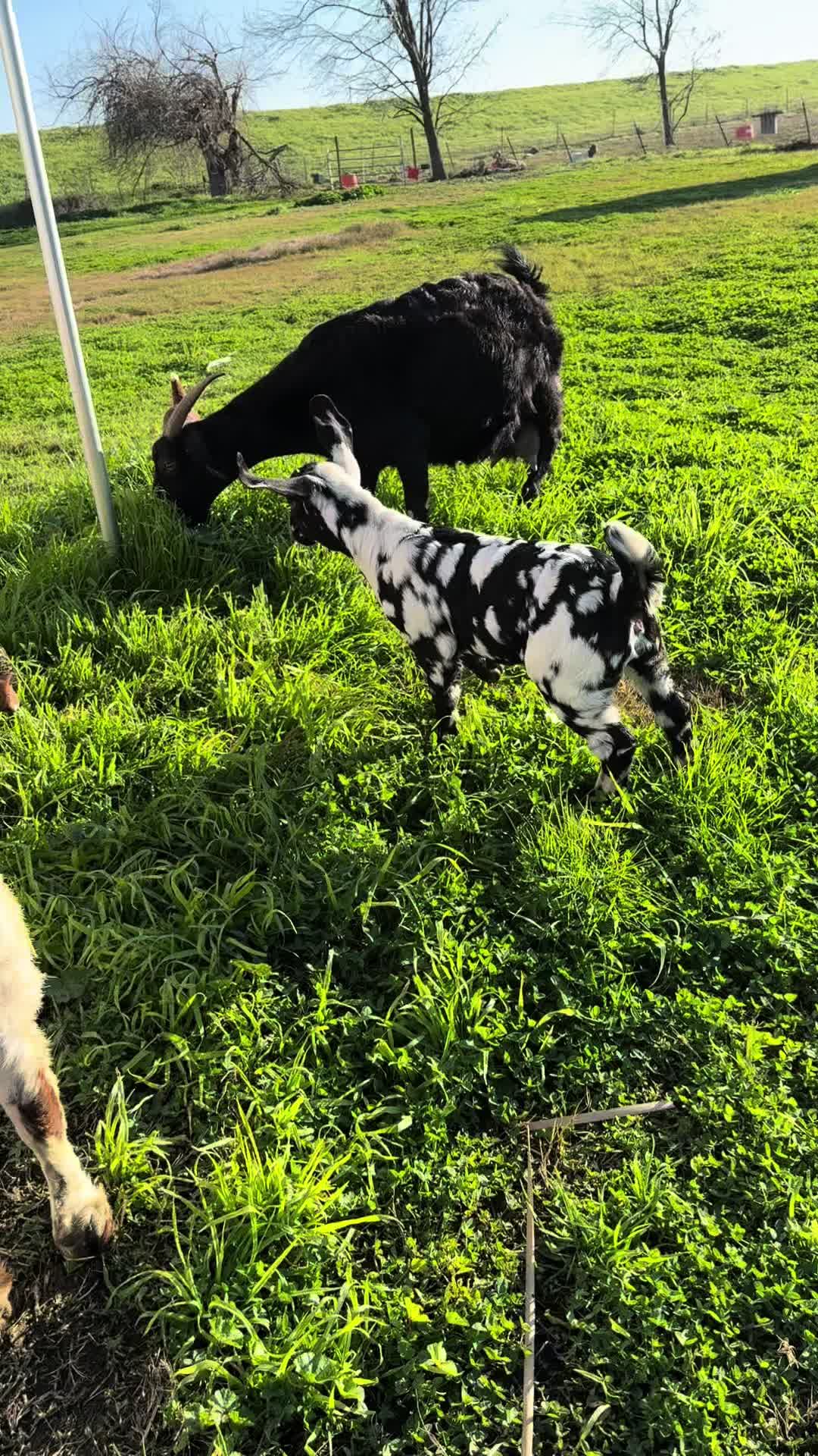 @Riverraisedboergoats