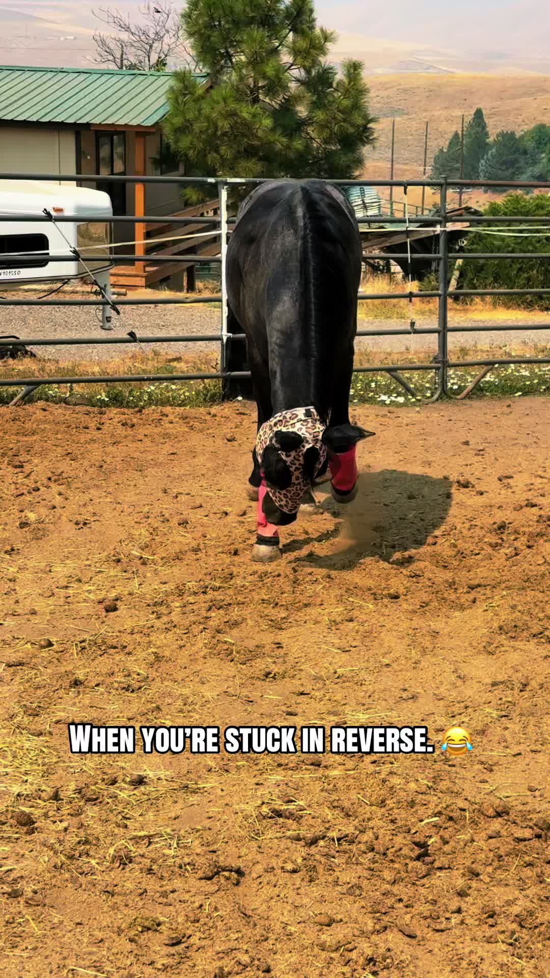 @Cowgirl Tuff Colt Training ❤️
