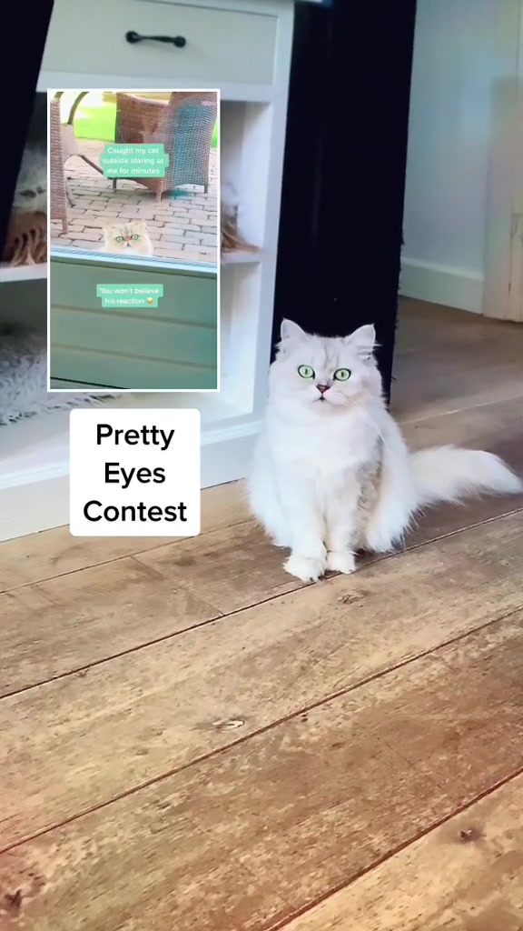 @Dutchkittycat
