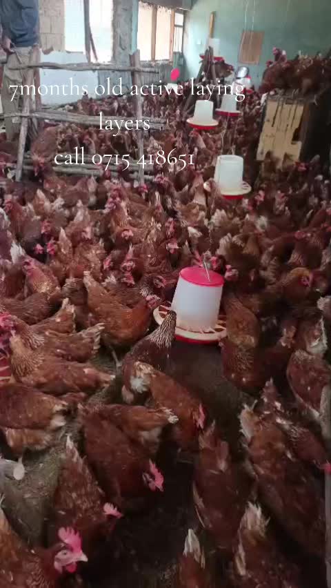 @stepfarm