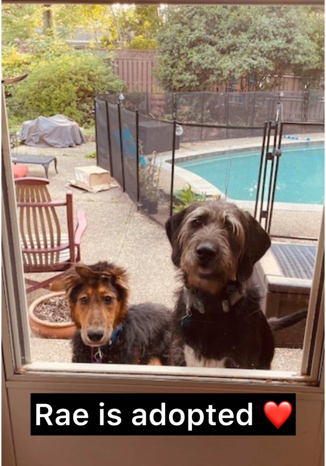 @whitneysdogs