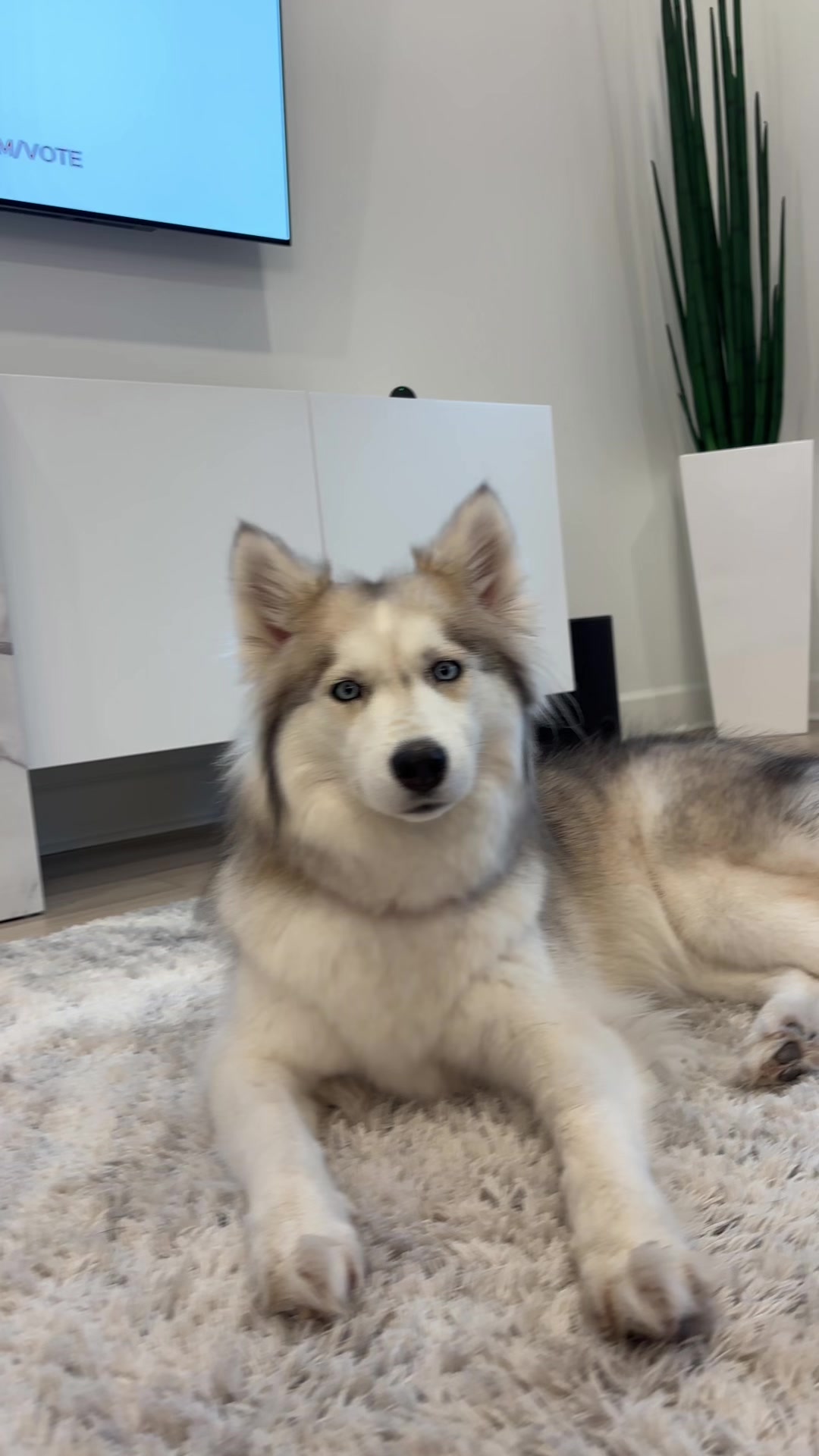 @lifewith2huskies