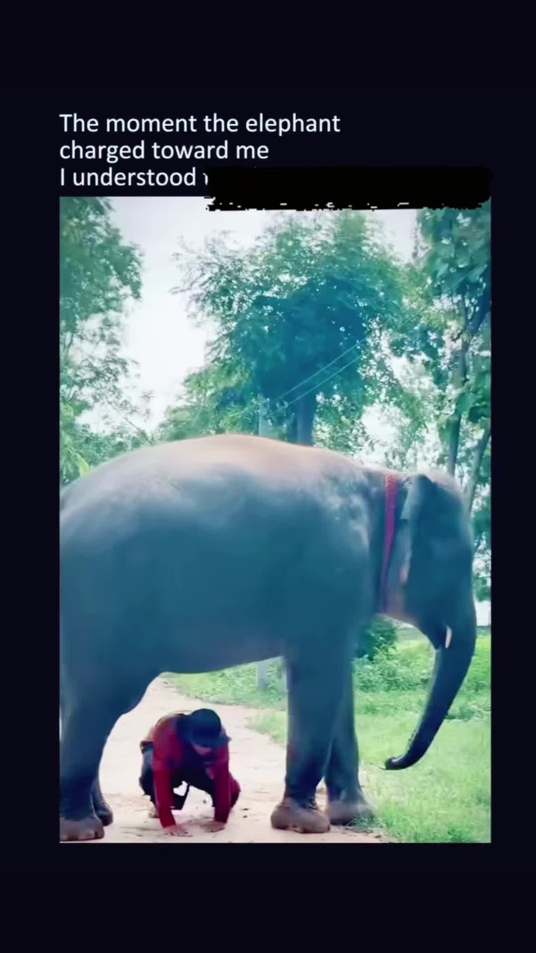 @Animal Antics