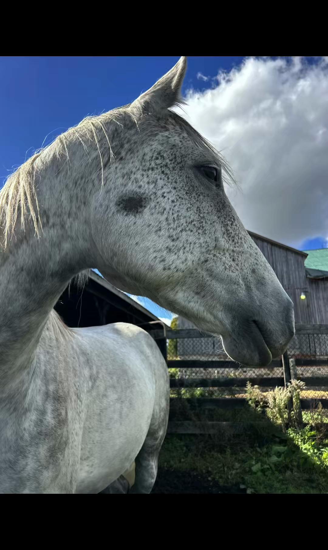 @Quinn🐴🍂🍁