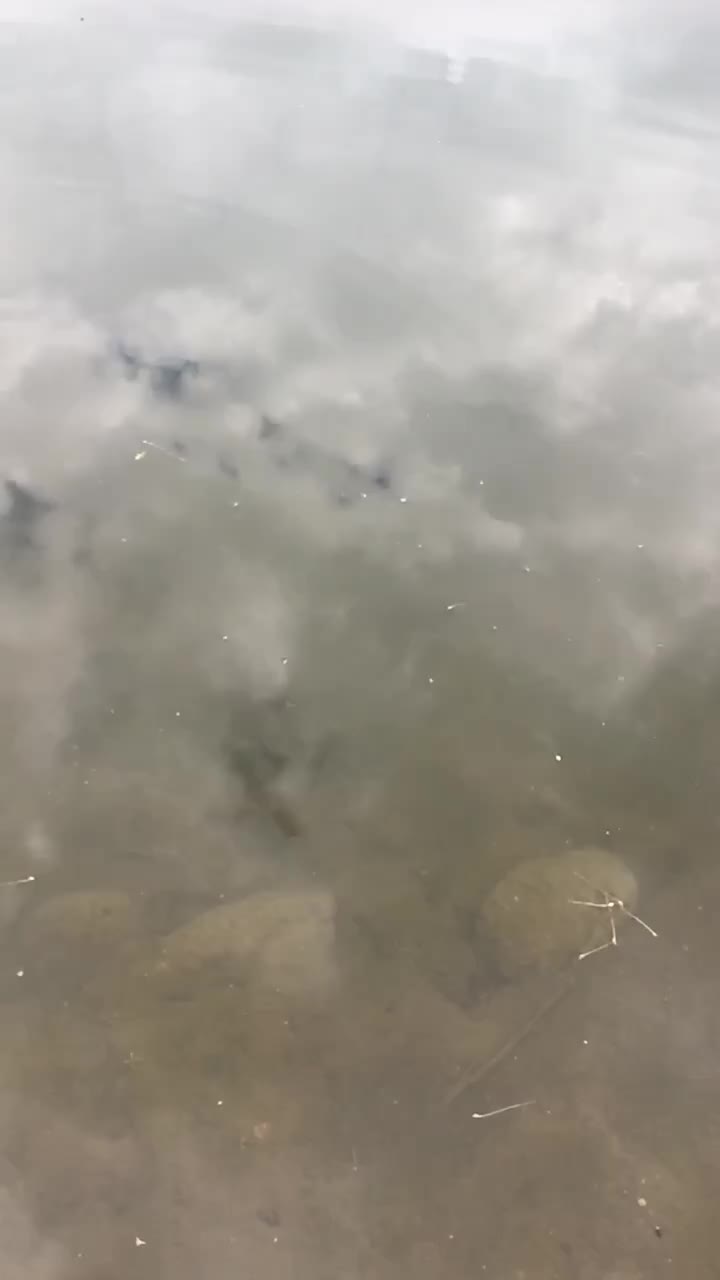 @Bassfeeder