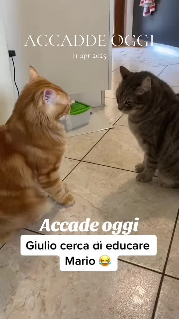 @Mariolover and friends