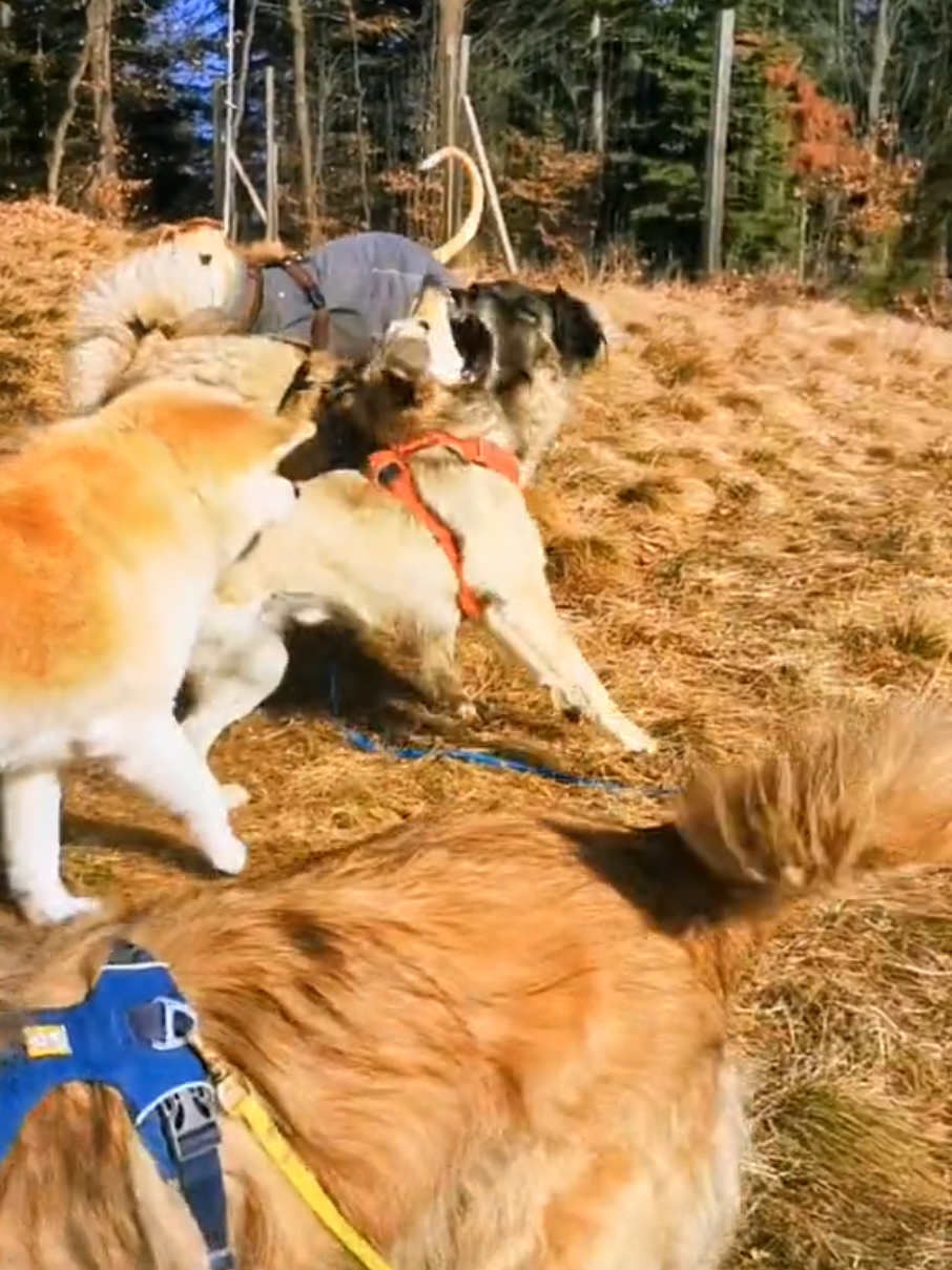 @Handicap.dogs.on.tour.