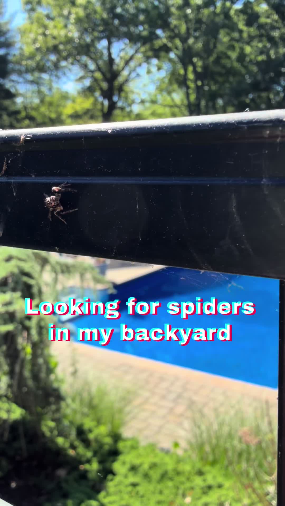 @arachnids