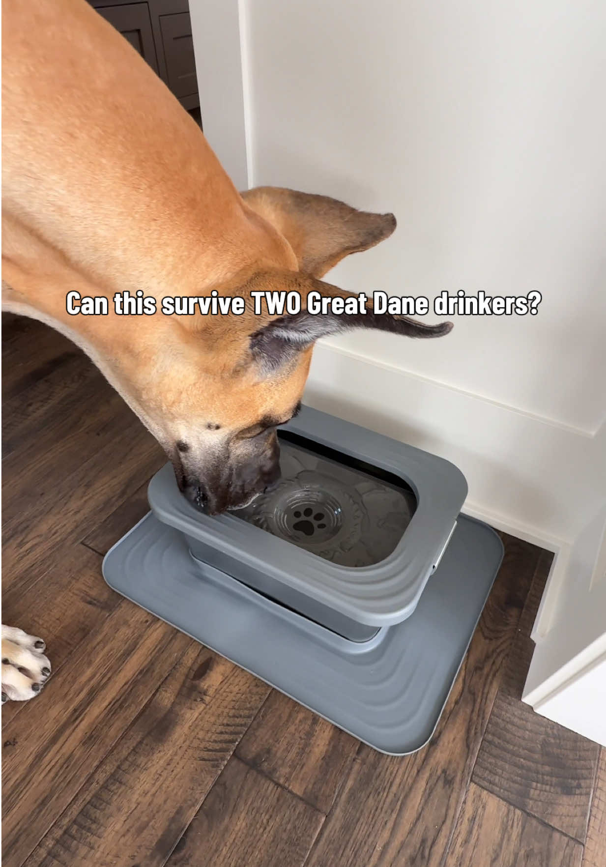 @Raising Riggs & Ripley