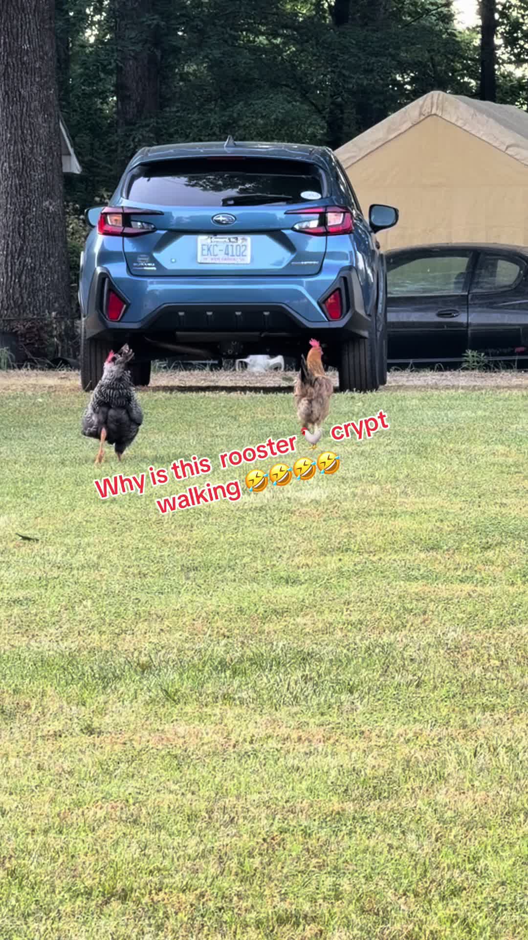 @Eggrollio