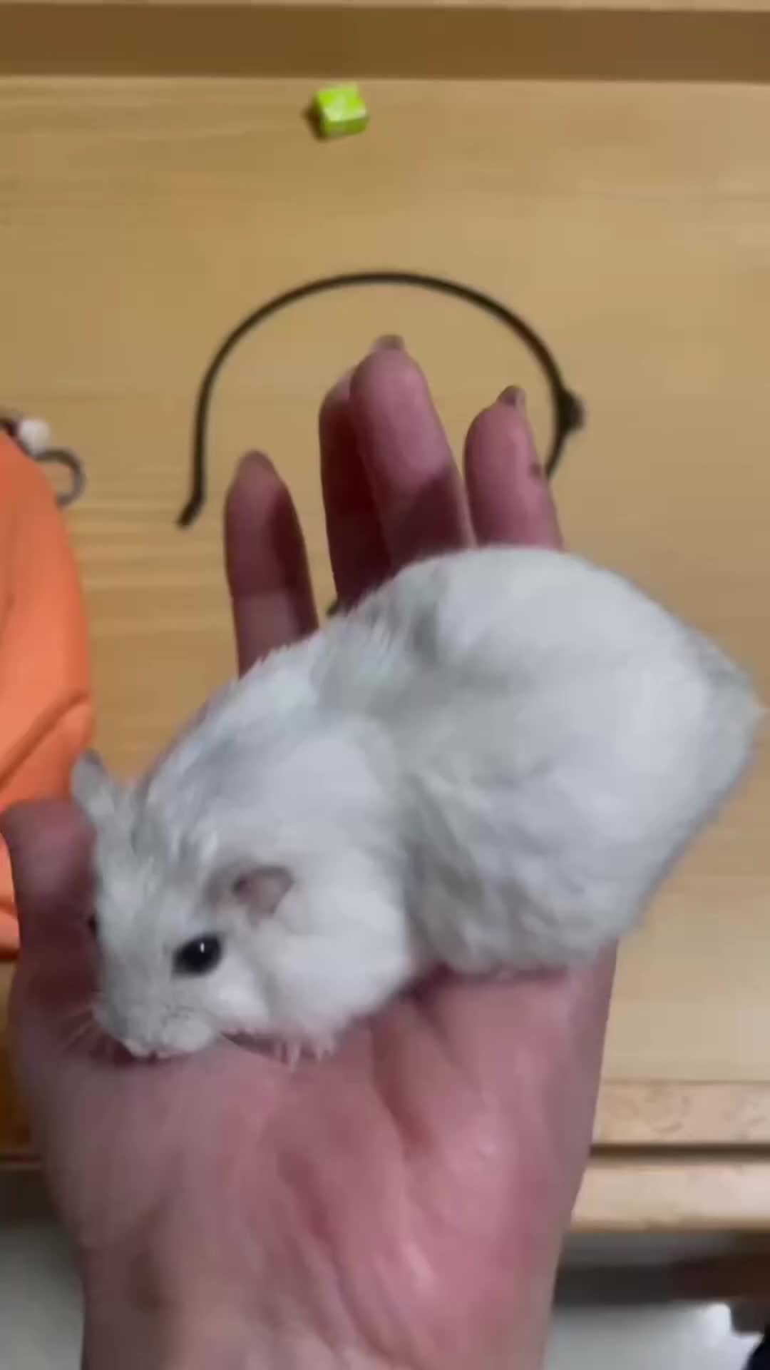 @CC.G