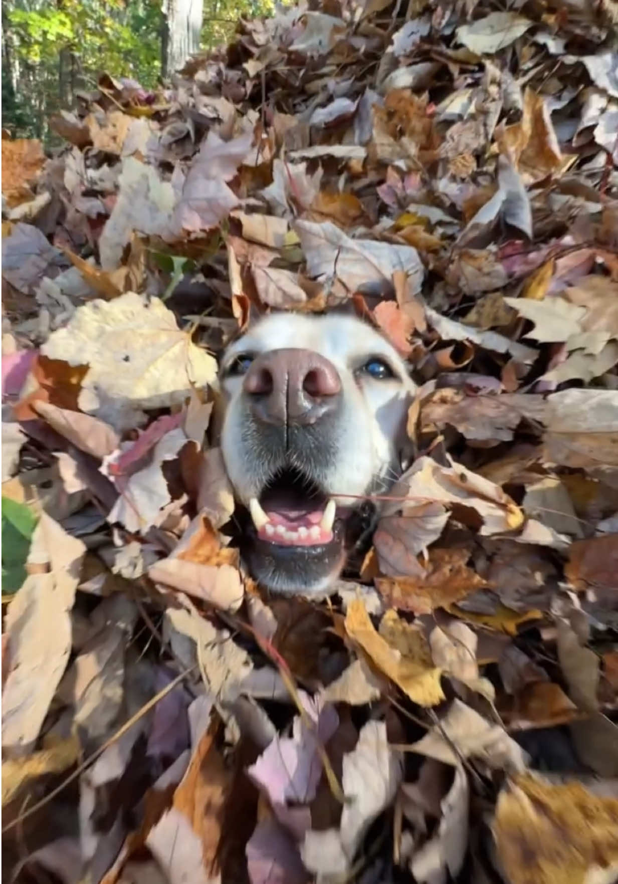 @kolom_golden_retrievers